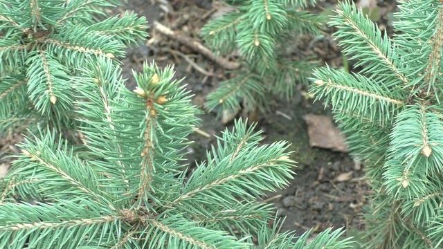 Ель голубая 4-х летка Сезон осень 2020 года (Обзор)питомник Хвойный дворик смотреть онлайн