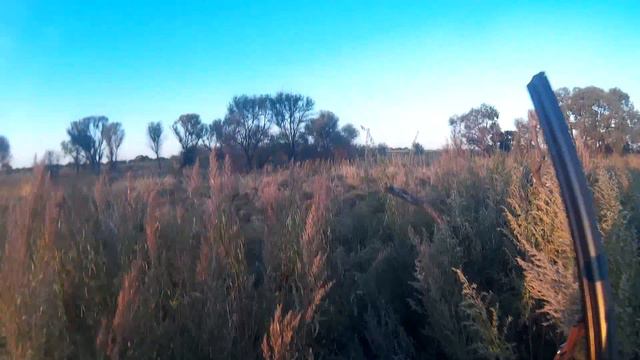 Охота с лайкой по фазану смотреть онлайн