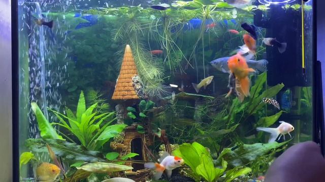 Как добиться кристально чистой воды в аквариуме. СЕКРЕТ!!! смотреть онлайн