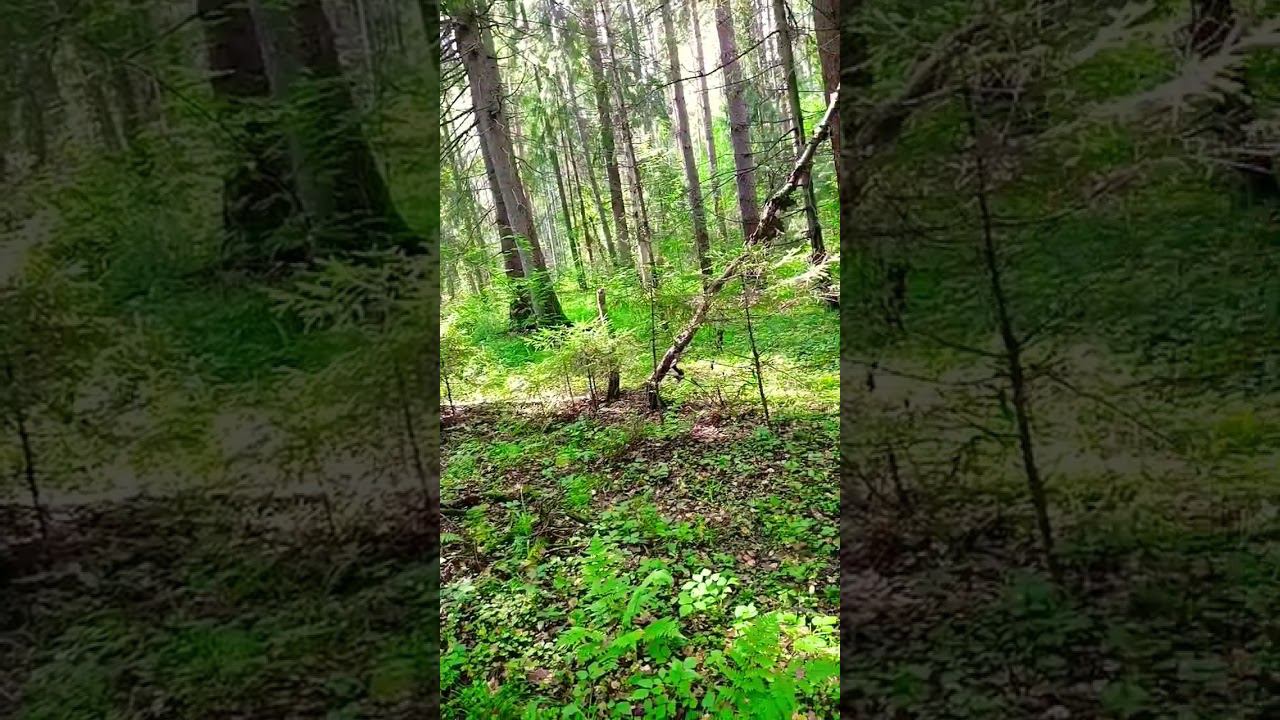 в лесу забывается все....#тишина#лес#shorts смотреть онлайн