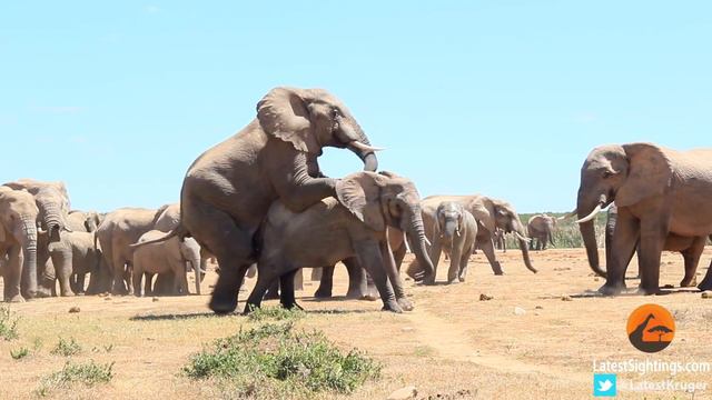 Mating Elephants смотреть онлайн