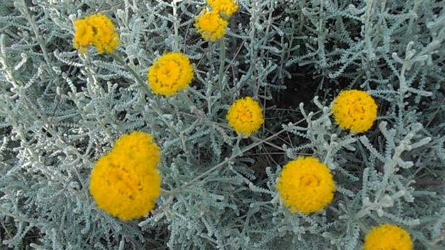 SANTOLINA: Santolina chamaecyparissus (www.riomoros.com) смотреть онлайн