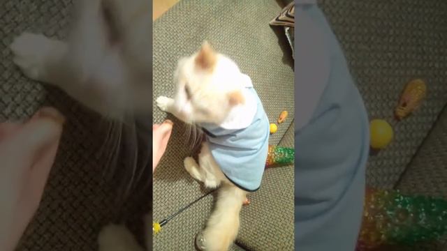 Дрессировка кошек возможна