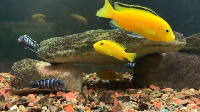 Африканские цихлиды