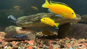 Африканские цихлиды