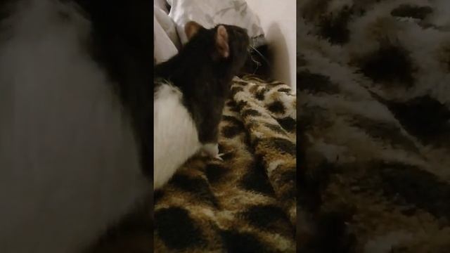 Фирамир Патрик НОЧАЛО. Если что я знаю как пишется слово начало я просто так пишу смотреть онлайн