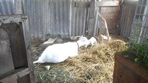 Окот у козы, как определить  пол козленка.