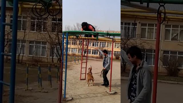 Стаффорд - зверь )) смотреть онлайн