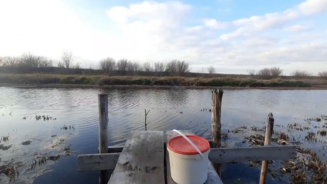 Зарыбляем Большой Пруд возле водокачки , Крупными Ротанами ! Отдаём им старую прикормку. 25 Ротанов