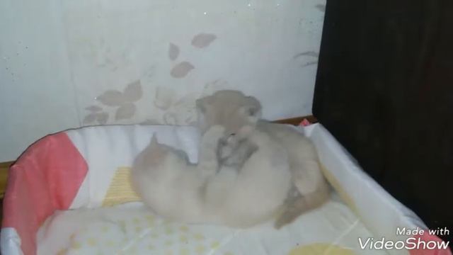 Играющие котята/ Kittens are playing смотреть онлайн