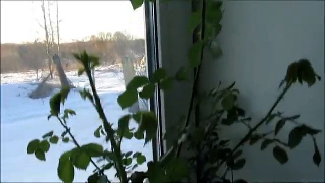 КАК ПОСТУПИТЬ С САЖЕНЦАМИ РОЗ ? смотреть онлайн