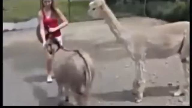 Удивительно и смешно смотреть онлайн