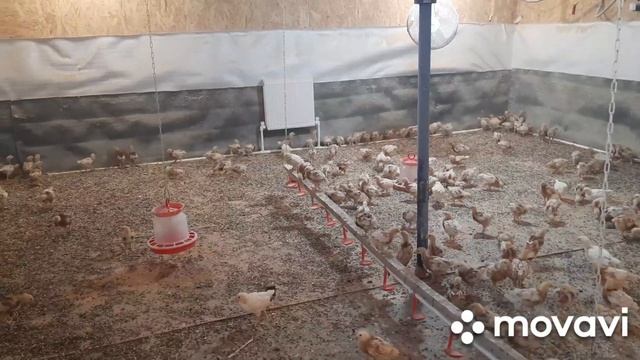 Ломан браун 25 дней смотреть онлайн