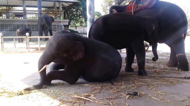 слоны разные но повадки одинаковые смотреть онлайн