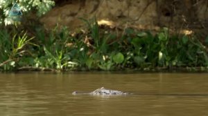 Ягуар в деле. Охота на копибар и кайманов.