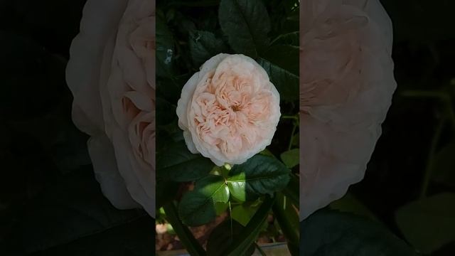 Роза флорибунда Мария Терезия (Mariatheresia) смотреть онлайн