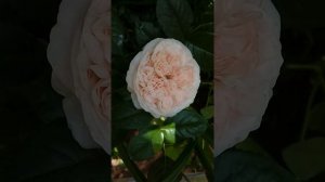 Роза флорибунда Мария Терезия (Mariatheresia)