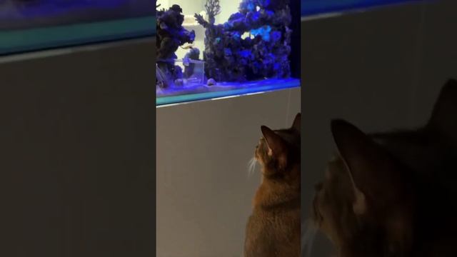 Известная дилемма: кот и рыбы. Аквариум для кота как магнит, ни дня без любопытства. смотреть онлайн