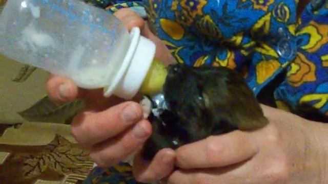 кормение щенка смотреть онлайн