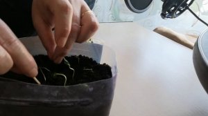 Долго не пересаживала семена с ватного диска. Что из этого получилось.