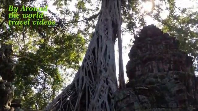 Ta prohm temple / Ta prohm temple tree Cambodia travel. смотреть онлайн
