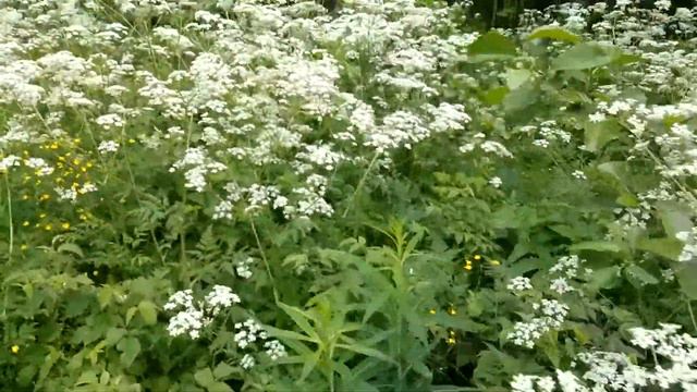 Сныть смотреть онлайн