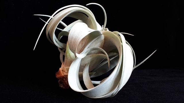 Тилландсии атмосферные. Распаковка посылки. смотреть онлайн