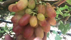 Гибридная форма Калугина В.М. Фаберже (дополнение)