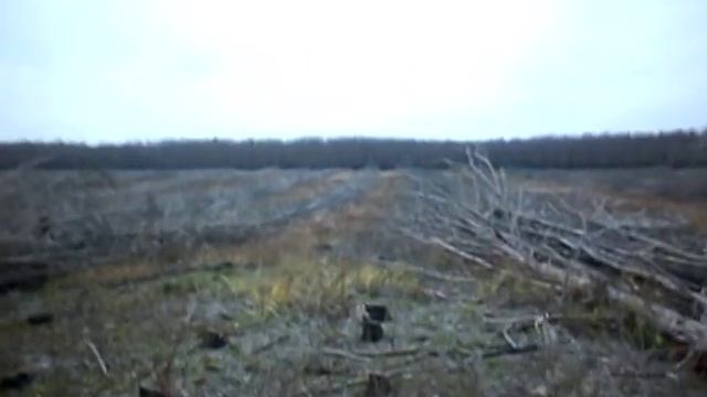 Леса в Чувашии 2 смотреть онлайн