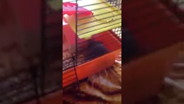 Улыбка после Уборки клетки смотреть онлайн