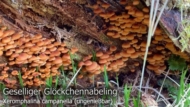 Pilze im März | Unsere Highlights der ersten Märzhälfte des Pilzjahres 2021 | Winter & Frühling смотреть онлайн