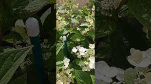 Метельчатая гортензия Эрли Сенсейшен