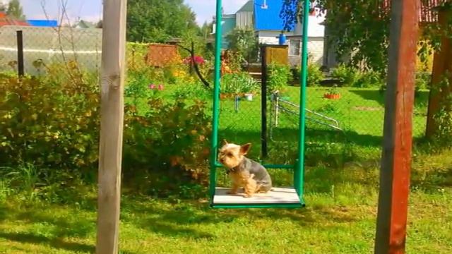 Моя собака смотреть онлайн