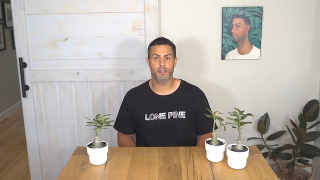 Houseplant Trends 2021: Desert Rose (Adenium Obesum) Crucial Care Tips And More! #DesertRose