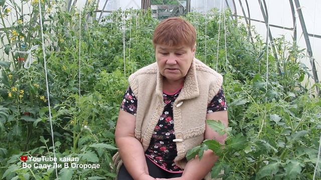 ВАЖНАЯ ПОДКОРМКА ТОМАТОВ В ИЮНЕ! НЕ ПРОПУСТИТЕ, ЕСЛИ НЕ ХОТИТЕ ОСТАТЬСЯ БЕЗ УРОЖАЯ! смотреть онлайн
