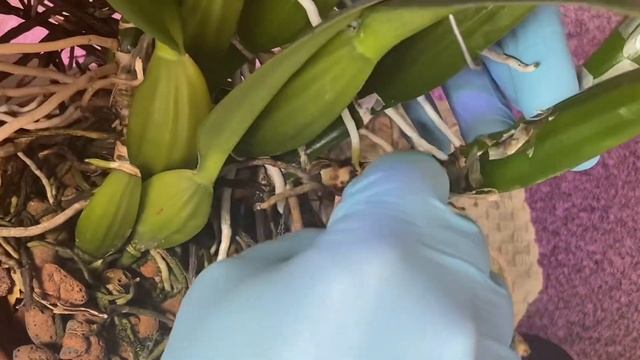Chopping Up Cattleya trianae alba orchid - Want a Piece? смотреть онлайн