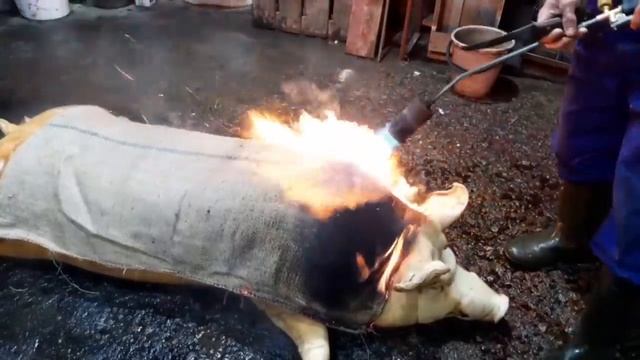 //Кабан огонь мяса вагон Задняя 16 кг мясом- Ландрас+КБ+Петрен папа Максимус// смотреть онлайн