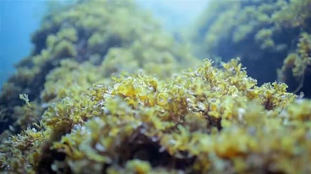 The power of Pro-collagen смотреть онлайн