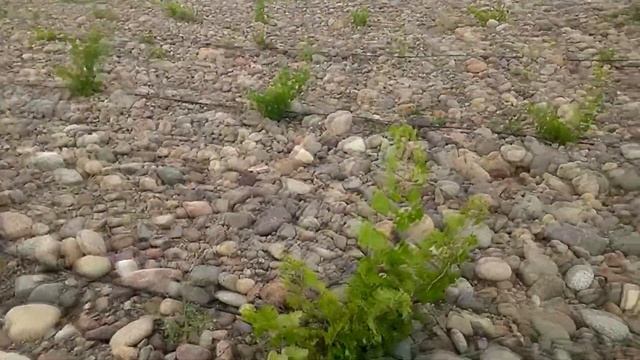 Виноград на камнях: - реальность или фантастика? Grapes on the rocks: - reality or fiction? смотреть онлайн