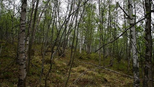Выход в лес 05 06 2021. Звуки леса пение птиц. Мурманск. смотреть онлайн