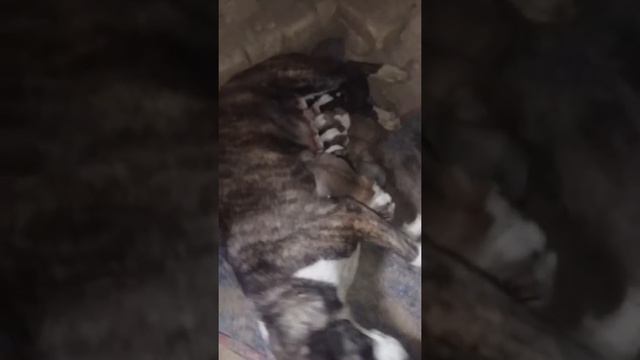 Алабай Бойнак смотреть онлайн