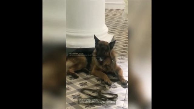 Пёс-6 (продолжение) эксклюзив!