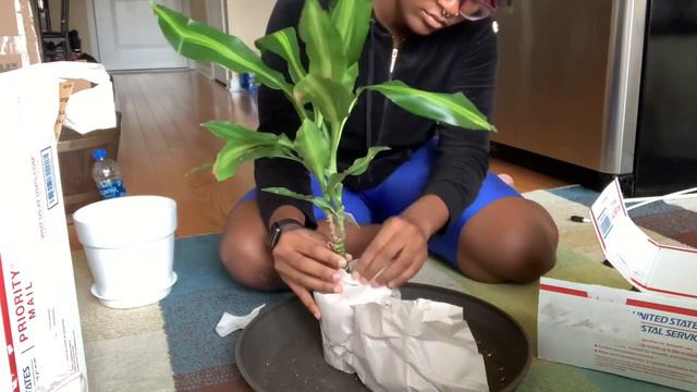 Plant Haul + Repotting My Dracaena | WETPLANTIES