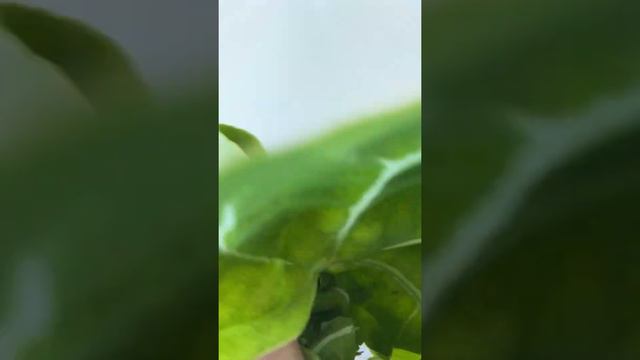 Asmr Anthurium Magnificum after pruning and trimming смотреть онлайн