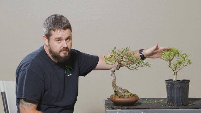 How to Make a Ficus Bonsai смотреть онлайн