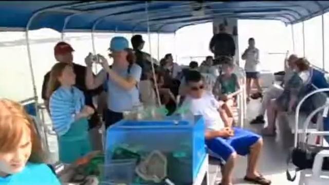 Sealife Safari Clearwater Florida смотреть онлайн