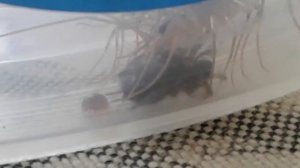 МУХОЛОВКА ОБЫКНОВЕННАЯ ИЛИ СОРОКОНОЖКА!