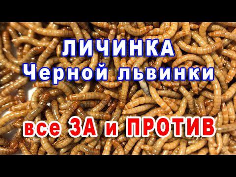 КАК ПРЕДУПРЕДИТЬ РАСКЛЕВ И ПОВЫСИТЬ ЯЙЦЕНОСКОСТЬ. Личинка Черной львинки Hermetia Illucens смотреть онлайн
