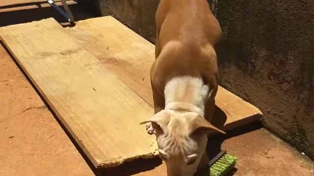 Filhote pitbull 3 meses смотреть онлайн