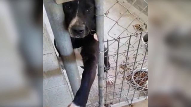 Люди заперли щенка в клетке, ему оставалось только протягивать лапу... смотреть онлайн